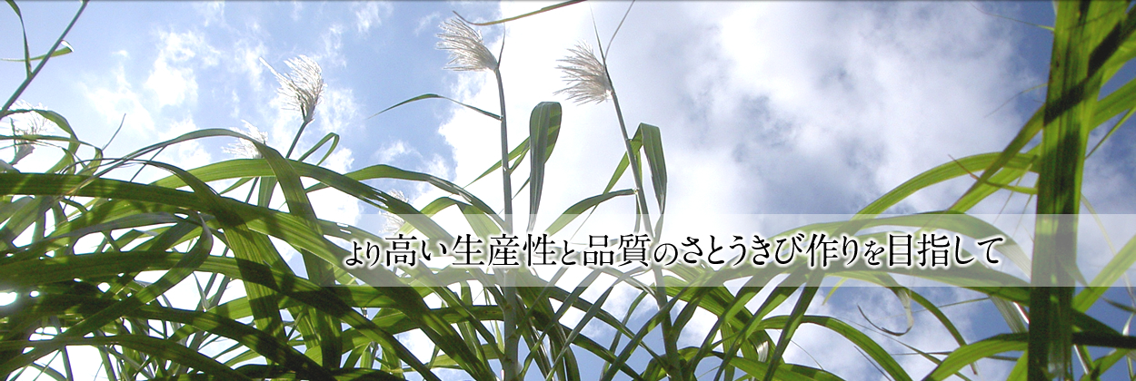 より高い生産と品質のさとうきび作りを目指して